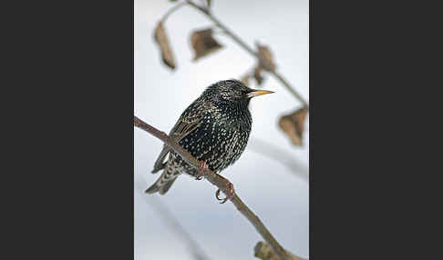 Star (Sturnus vulgaris)