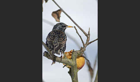 Star (Sturnus vulgaris)