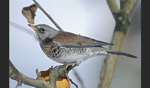 Wacholderdrossel (Turdus pilaris)