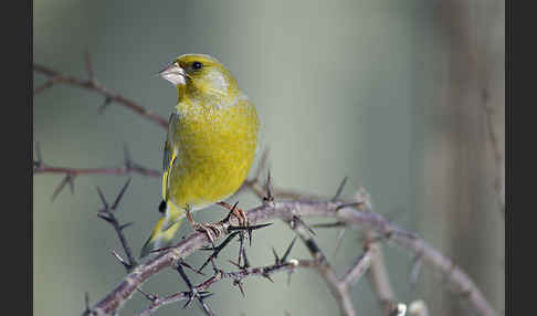 Grünfink (Carduelis chloris)