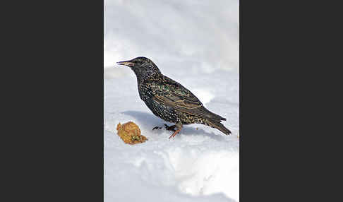 Star (Sturnus vulgaris)