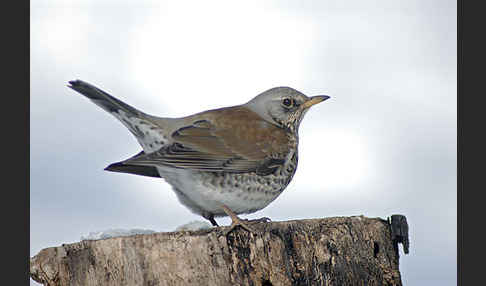 Wacholderdrossel (Turdus pilaris)