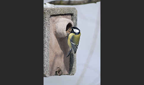 Kohlmeise (Parus major)