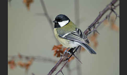 Kohlmeise (Parus major)