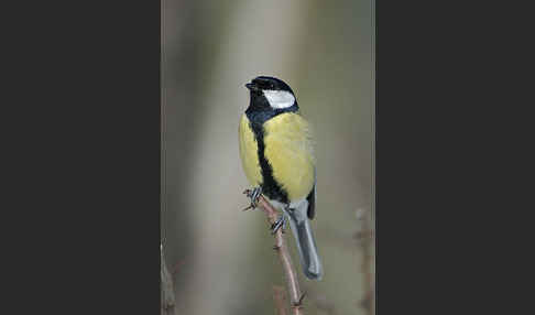 Kohlmeise (Parus major)