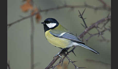 Kohlmeise (Parus major)