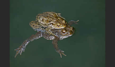 Erdkröte (Bufo bufo)