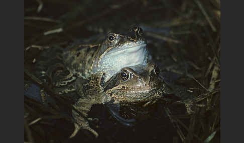 Grasfrosch (Rana temporaria)