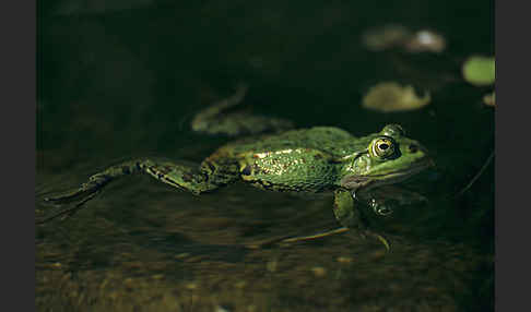 Grünfrosch (Pelophylax spec.)