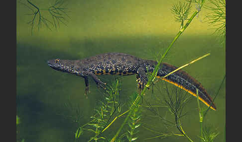 Kammolch (Triturus cristatus)