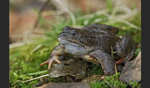 Grasfrosch (Rana temporaria)