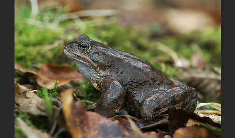 Grasfrosch (Rana temporaria)