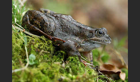 Grasfrosch (Rana temporaria)