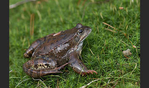 Grasfrosch (Rana temporaria)