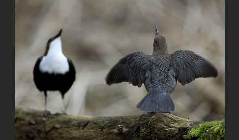 Wasseramsel (Cinclus cinclus)