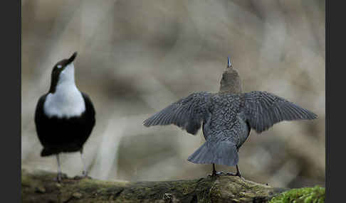 Wasseramsel (Cinclus cinclus)