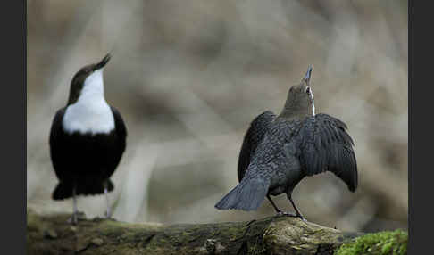 Wasseramsel (Cinclus cinclus)