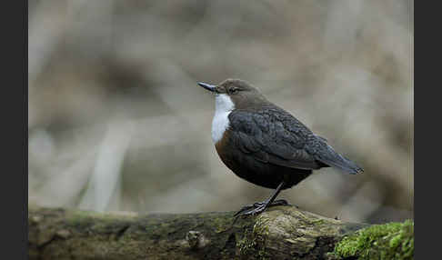 Wasseramsel (Cinclus cinclus)