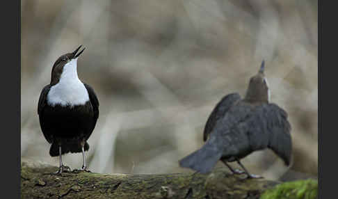 Wasseramsel (Cinclus cinclus)