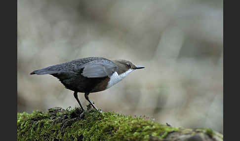 Wasseramsel (Cinclus cinclus)