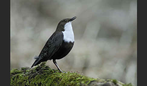 Wasseramsel (Cinclus cinclus)