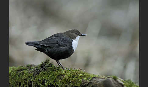 Wasseramsel (Cinclus cinclus)