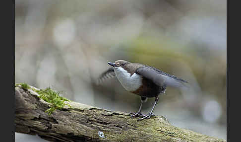 Wasseramsel (Cinclus cinclus)