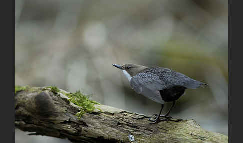 Wasseramsel (Cinclus cinclus)