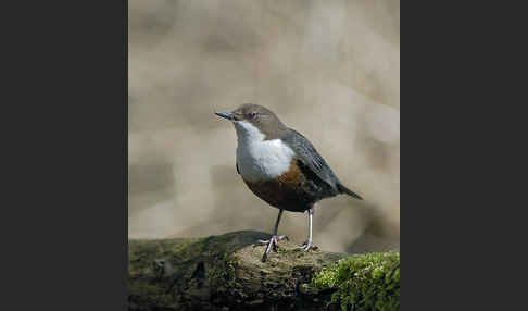 Wasseramsel (Cinclus cinclus)