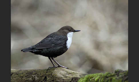 Wasseramsel (Cinclus cinclus)