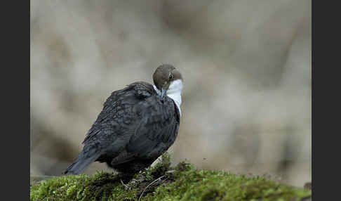 Wasseramsel (Cinclus cinclus)