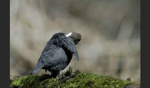 Wasseramsel (Cinclus cinclus)