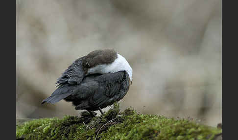 Wasseramsel (Cinclus cinclus)