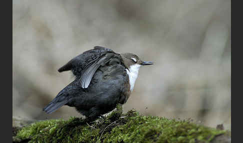 Wasseramsel (Cinclus cinclus)