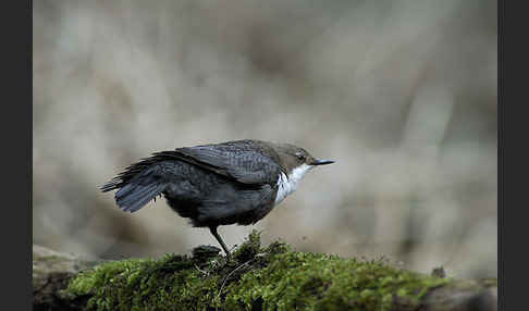 Wasseramsel (Cinclus cinclus)