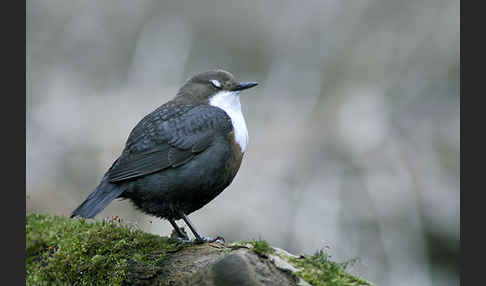 Wasseramsel (Cinclus cinclus)