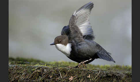 Wasseramsel (Cinclus cinclus)