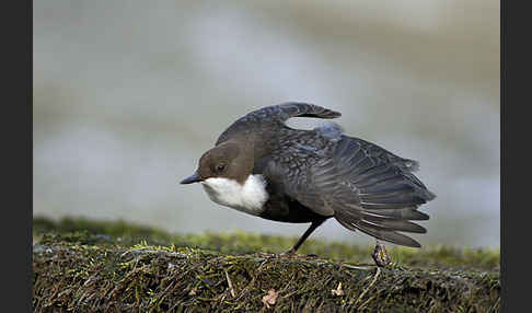 Wasseramsel (Cinclus cinclus)