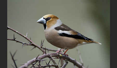 Kernbeißer (Coccothraustes coccothraustes)