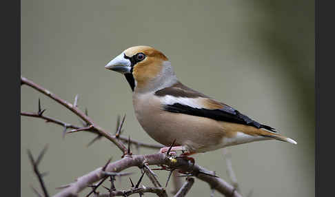 Kernbeißer (Coccothraustes coccothraustes)