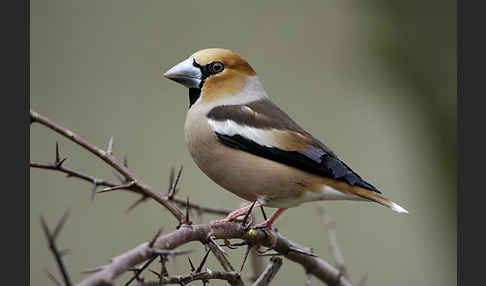 Kernbeißer (Coccothraustes coccothraustes)