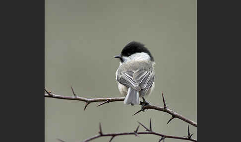 Weidenmeise (Parus montanus)