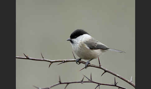 Weidenmeise (Parus montanus)