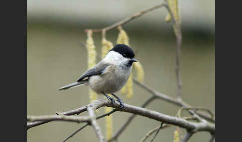 Weidenmeise (Parus montanus)