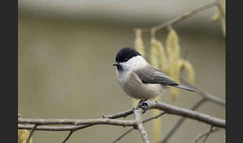 Weidenmeise (Parus montanus)