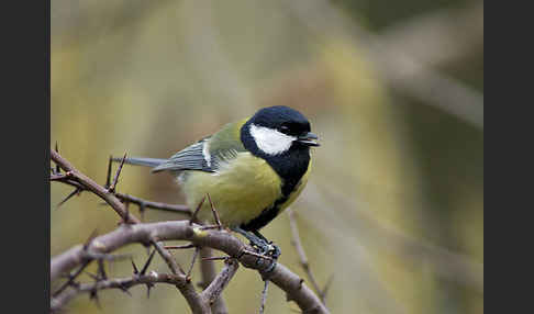 Kohlmeise (Parus major)