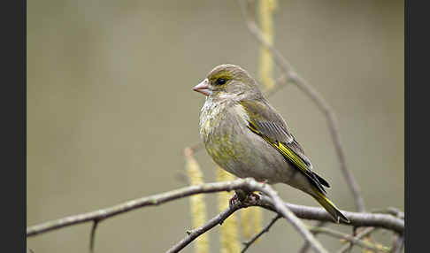 Grünfink (Carduelis chloris)