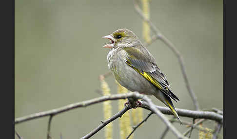 Grünfink (Carduelis chloris)