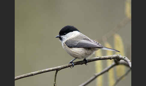 Weidenmeise (Parus montanus)