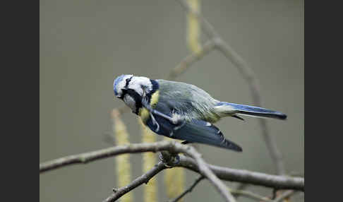 Blaumeise (Parus caeruleus)